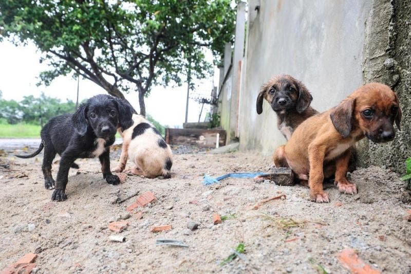 Abrigo cuida de 156 cães abandonados, em Mafra