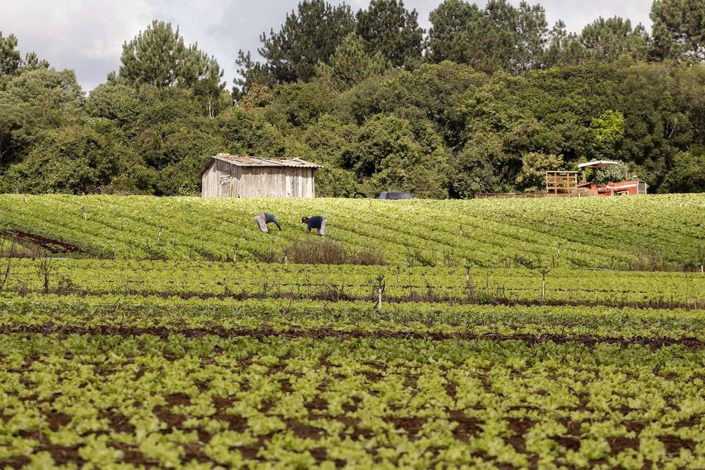 Governo do Paraná lança edital para compra de R$ 20 milhões em alimentos da agricultura familiar