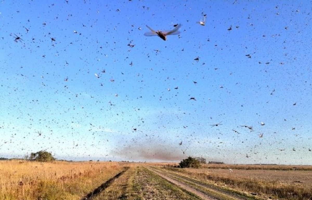 Nuvem de gafanhotos avança pela Argentina e agora em direção ao Uruguai