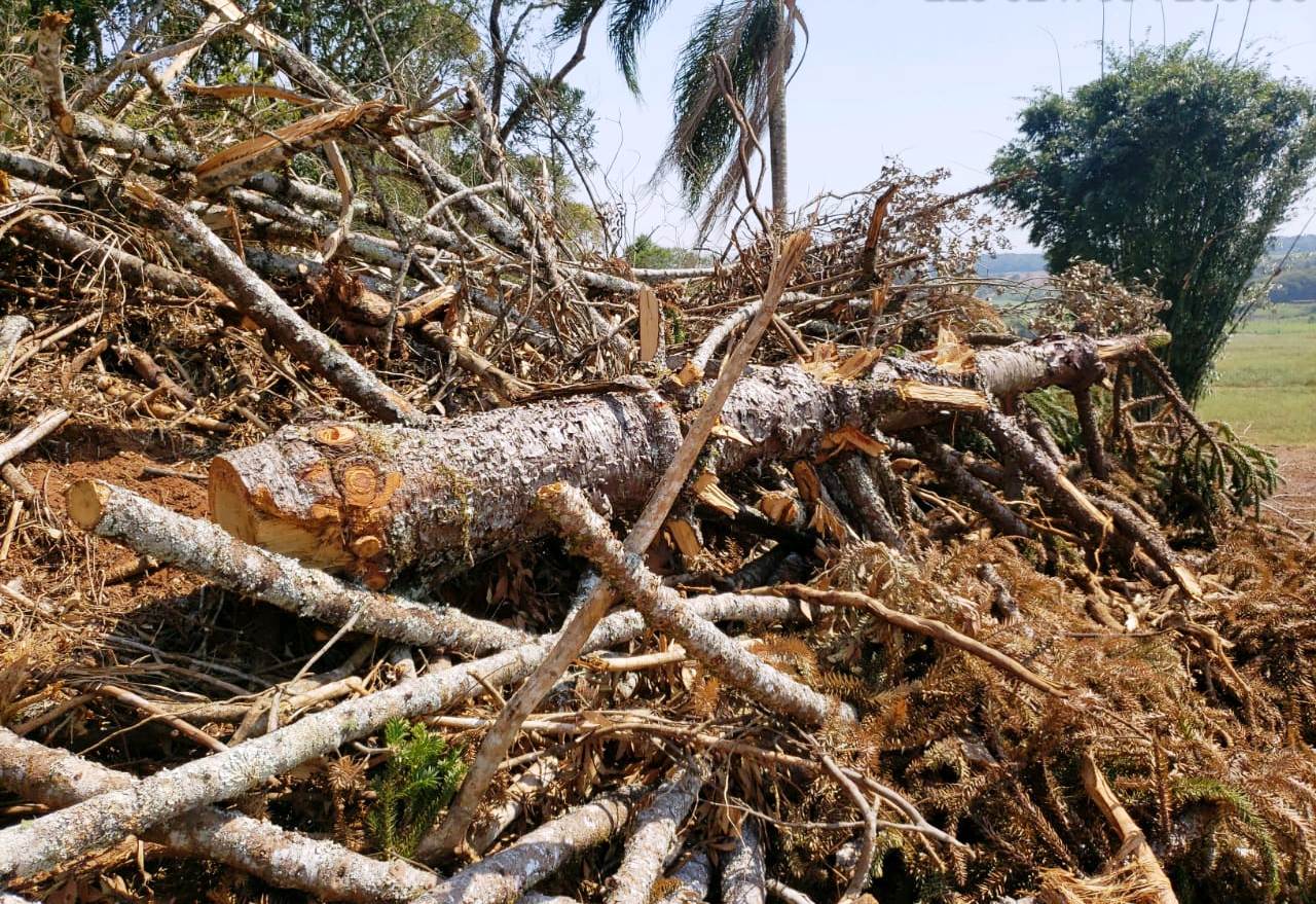 Ocorreram crimes ambientais no estado de Paraná