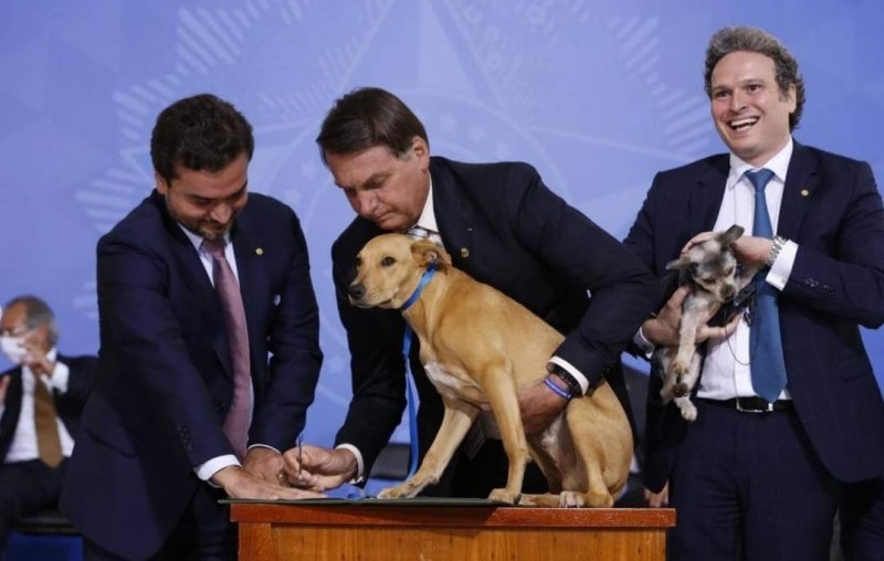 Bolsonaro sanciona lei que promove aumento na pena para mau-tratos contra cães e gatos