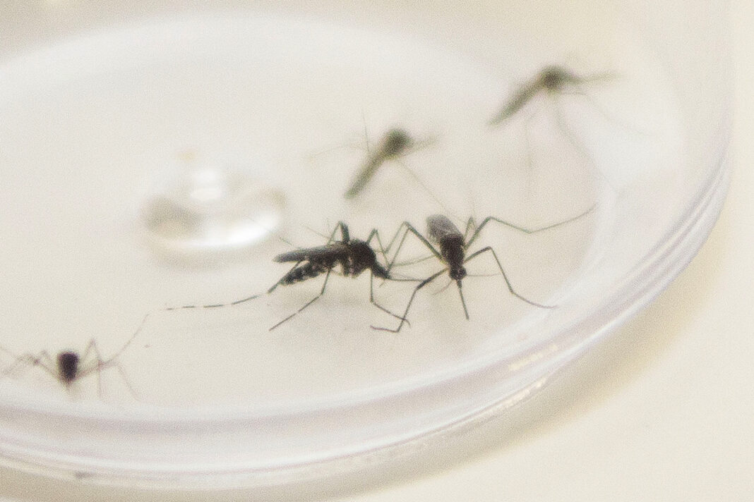 Cepa da dengue mais disseminada no mundo é encontrada no Brasil