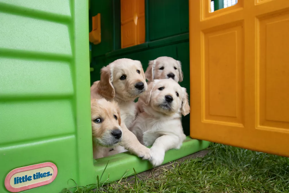 Cachorros lacrimejam mais quando se reencontram com seus donos, diz estudo