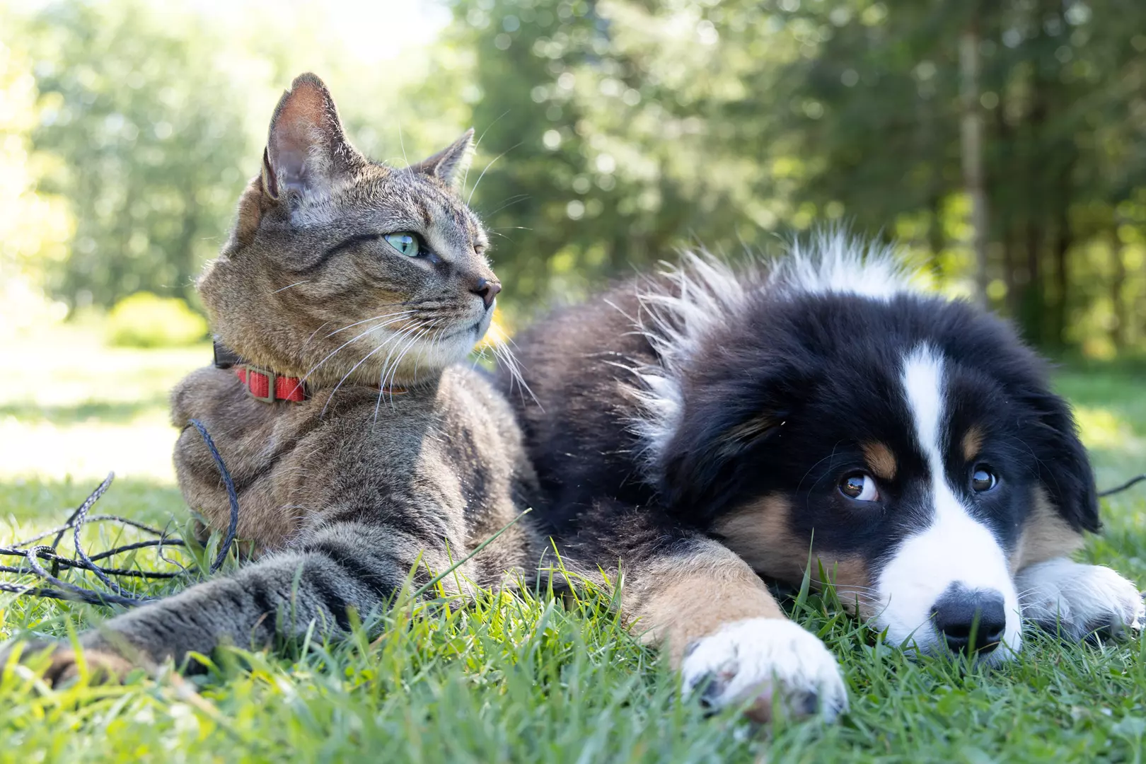 Aprovado em comissão PL que proíbe animais apreendidos de serem devolvidos a tutores