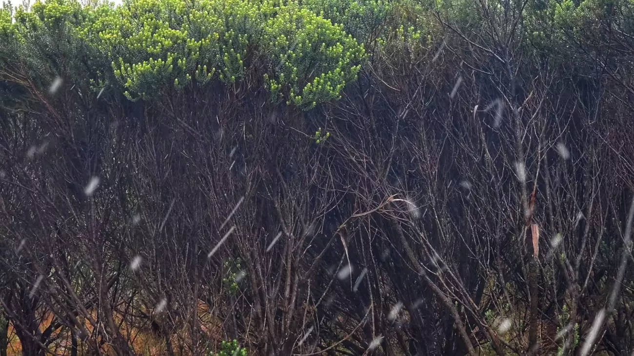 Neve cai em SC em pleno novembro e previsão aponta madrugada de frio histórico