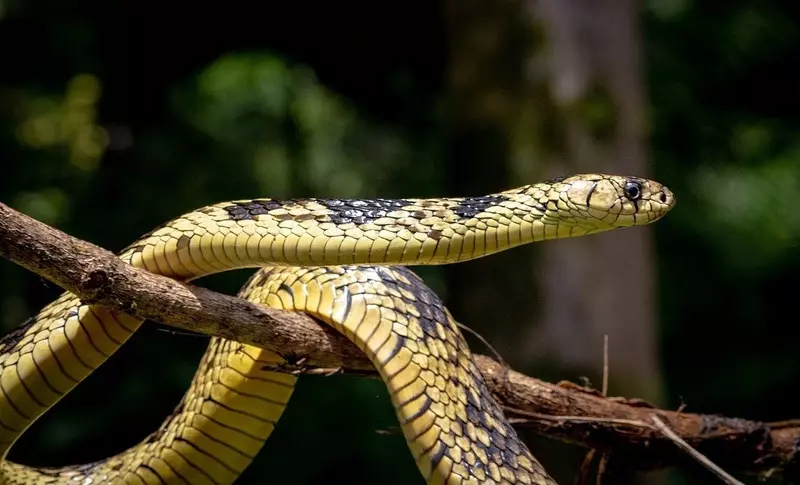 Verão aumenta risco de acidentes com animais peçonhentos: saiba como se prevenir e evitar