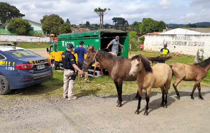 Cavalos soltos às margens da rodovia são recolhidos na BR-116 em Mafra