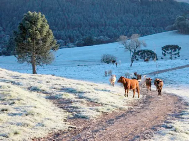 Frio congelante: massa de ar seco deve trazer geada e temperaturas negativas a SC