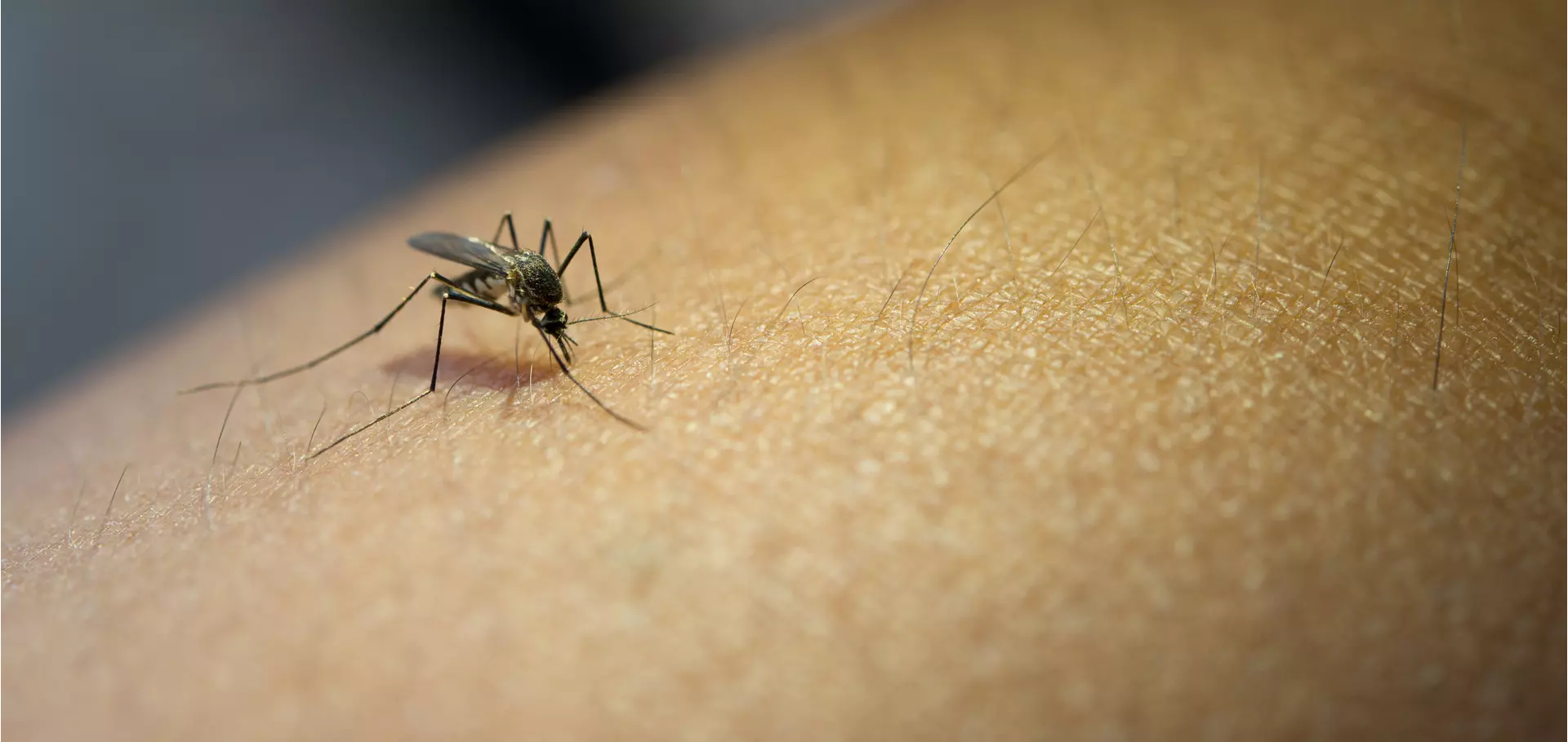 Saúde lança campanha após aumento da dengue, Zika e chikungunya