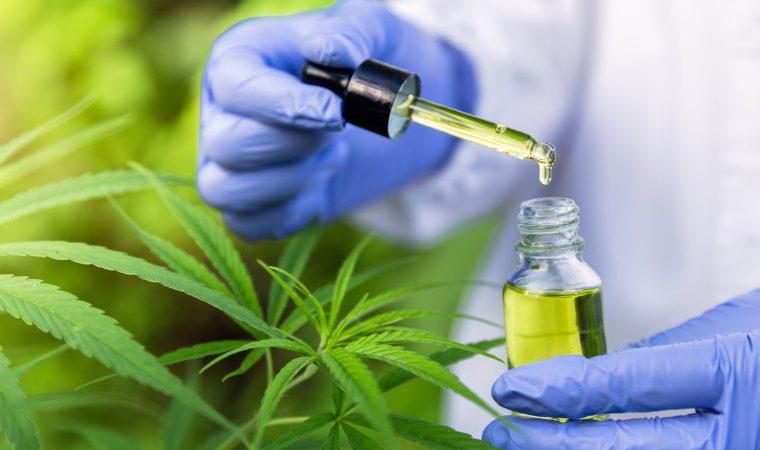 Anvisa regulamenta medicamentos à base de Cannabis