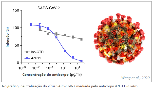 Descoberto anticorpo especial com o potencial de tratar e prevenir a COVID-19