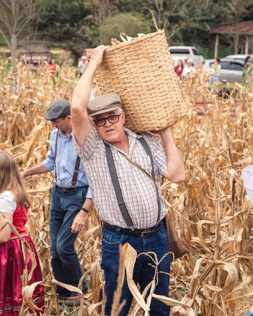 COLHEITA DO MILHO INICIA A CONTAGEM REGRESSIVA PARA A 44ª FESTA DA POLENTA