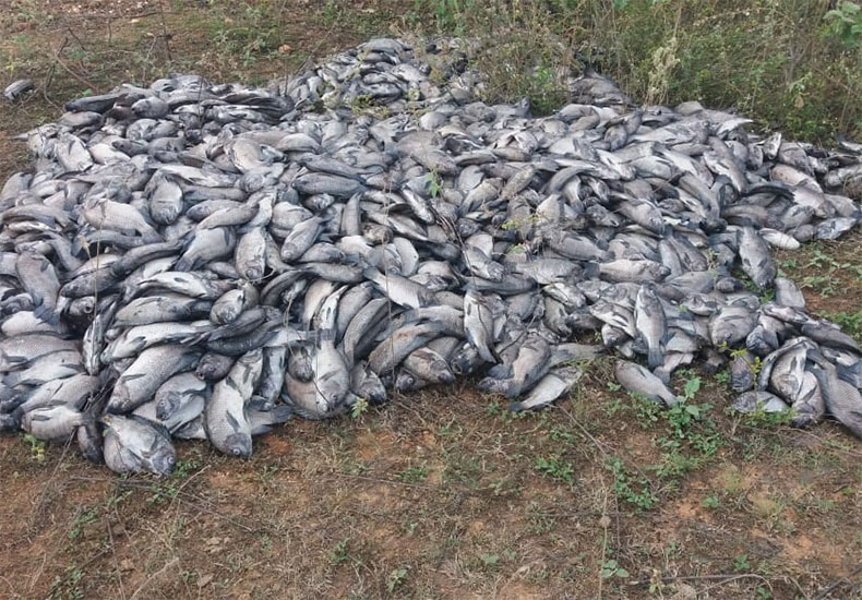 Cerca de 10 mil peixes morrem de forma misteriosa em barragem no Piauí