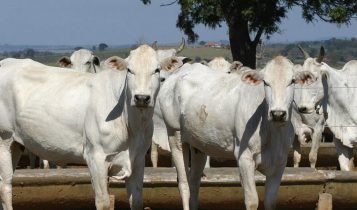 Pandemia reforça importância dos cuidados sanitários na produção animal