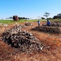 Pesquisadores e agricultores se unem para desenvolver fertilizantes naturais