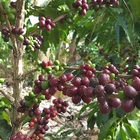 MT: produtividade de café bate recorde em municípios.