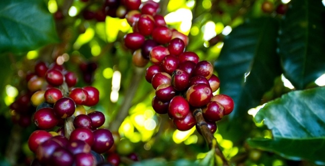 Produtividade de café bate recorde nos municípios de Colniza e Nova Santa Helena em MT.