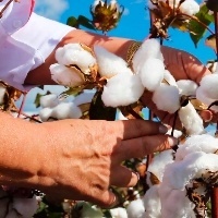 MT terá aumento de área, produtividade e produção de algodão.