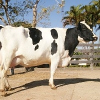 Morre a primeira vaca clonada.