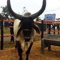 ANCP lança Sumário de Touros Nelore, Guzerá, Brahman e Tabapuã.