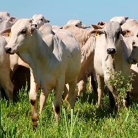 Preços da arroba estão sustentados pelo mercado externo.