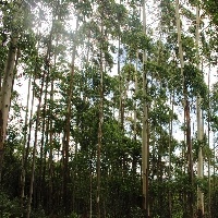 É preciso nova relação com a vida selvagem, diz especialista.