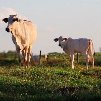 Investimento em manejo e sanidade garantem aumento de produção na pecuária brasileira.