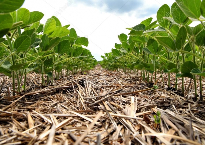 Soja: entenda como a nutrição mineral desta cultura pode minimizar a incidência de doenças.