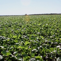 Agro se descolou da crise, diz CNA.