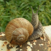 Saiba como evitar a presença de lesmas e caracóis no quintal ou na horta.