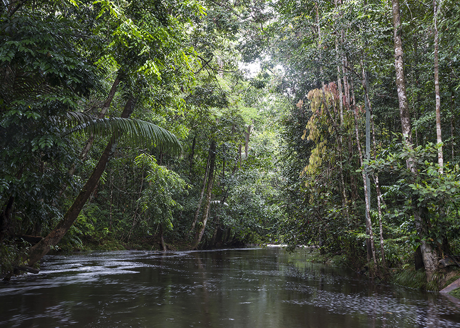 Amazônia: manter matas ciliares em propriedades rurais reduz impactos ambientais.