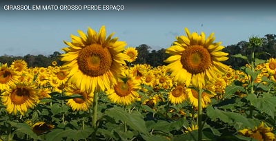 Girassol em Mato-Grosso perde espaço.