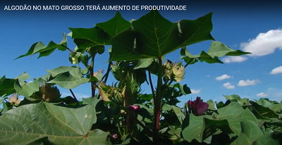 Algodão no Mato Grosso terá aumento de produtividade.