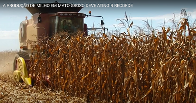 A produção de milho em Mato Grosso deve atingir recorde.