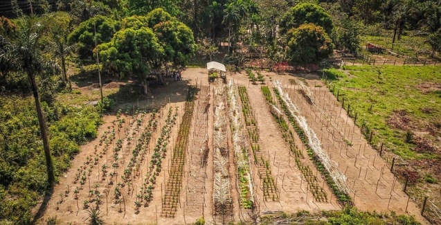 Agrofloresta: você sabe o que é e como se faz?