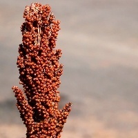 Como manejar daninhas em sorgo?