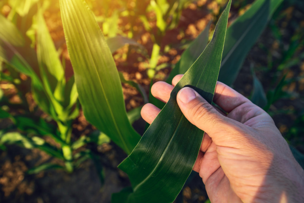 Qual a importância da análise de solo e folha na Agricultura?