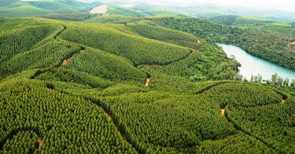 Florestas plantadas ajudam a preservar vegetação nativa.