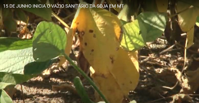 15 de junho inicia o vazio sanitário da soja em MT.