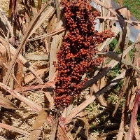 Técnica melhora digestibilidade do sorgo.