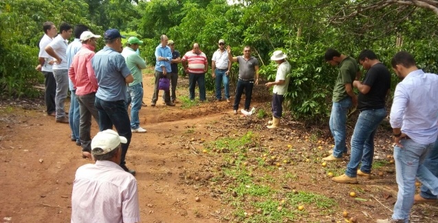 Adoção de tecnologia da Embrapa contribui para a evolução da cafeicultura no Mato Grosso.