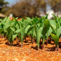 Transgênicos permitem cultivo recorde em solos degradados.