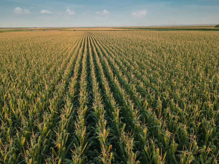 Valor da produção agropecuária está estimado em R$ 703,8 bilhões para 2020