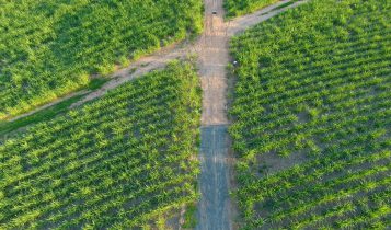 Marco legal permite produção e aplicação de insumos biológicos na produção agropecuária.