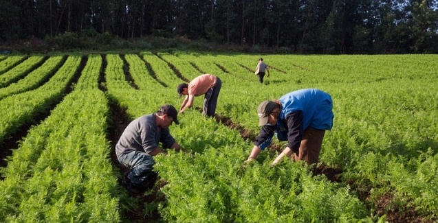 MS vai receber R$ 2,5 milhões do Programa de Aquisição de Alimentos da Agricultura Familiar.