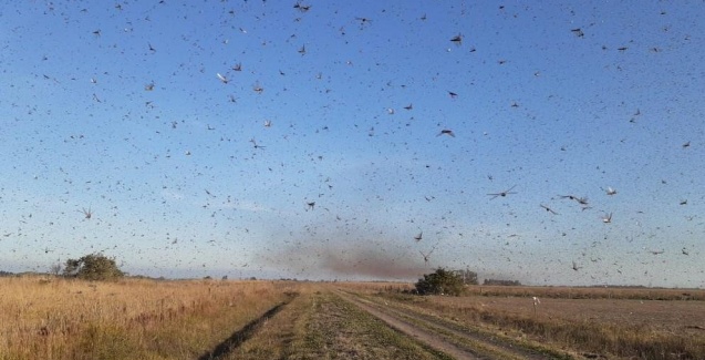 Agricultura monitora nuvem de gafanhotos que avança pela Argentina.