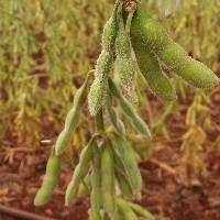 Fungo reduz necessidade de fertilizante na soja.