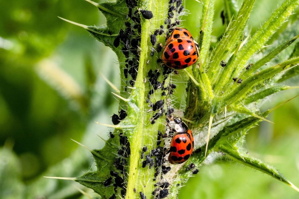 Bioinsumos turbinam agricultura brasileira.