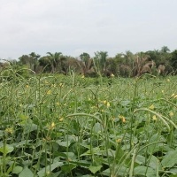 Mato Grosso se destaca em feijão-caupi.