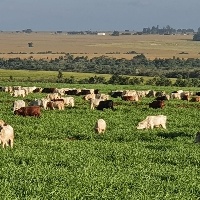 Fazenda diminui área de pecuária e aumenta 30% da produção.